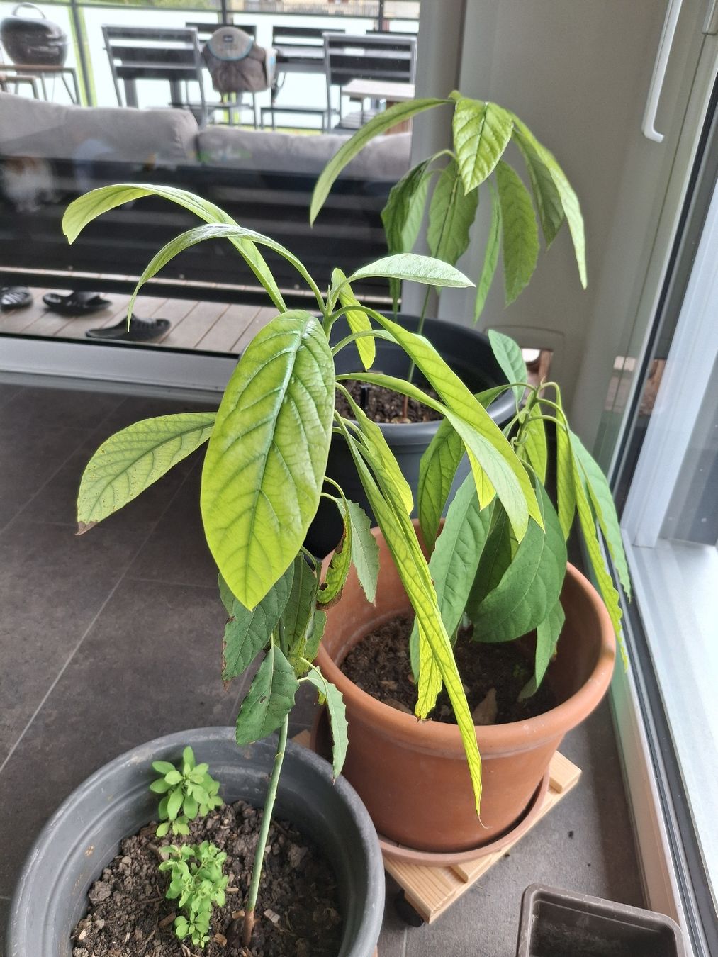 Piante & sementi: Avocado Baum Pflanze – Nuovo (secondo la descrizione) da Lütisburg venduto da ALSImmobau 1