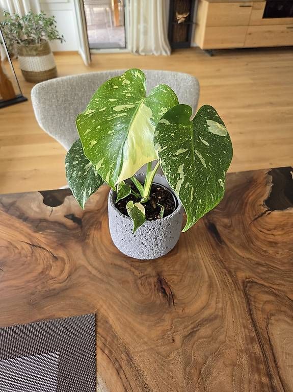 Piante & sementi: Monstera deliciosa Thai Constellation – Usato da Jona venduto da pau_g7rc 2