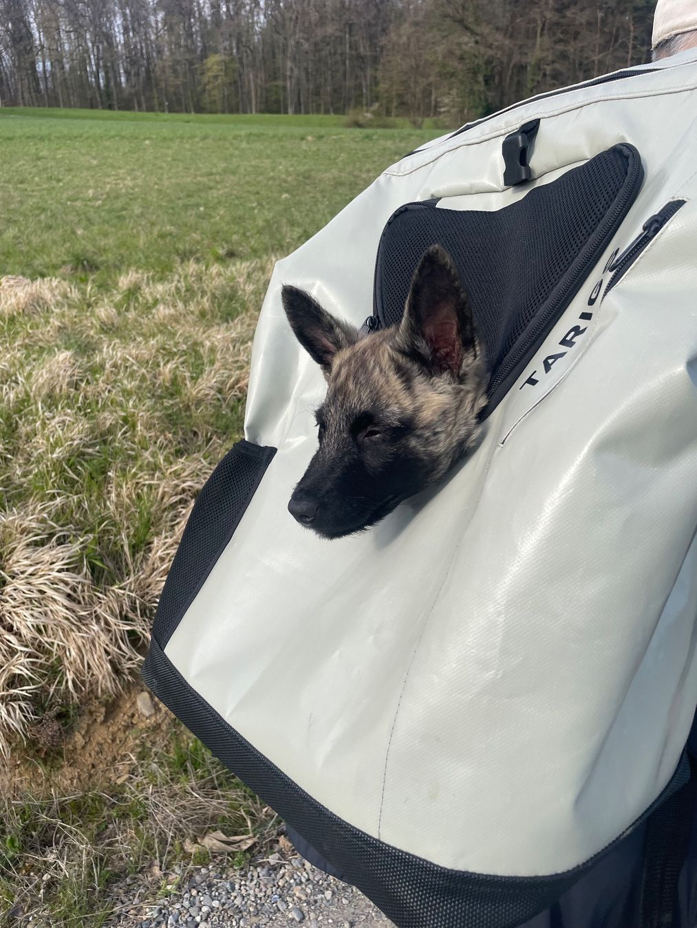 Tarigs Sacs à dos: WanderrucksackTARIGS für Hunde – D'occasion à Oberstammheim par rita.nussbaumer