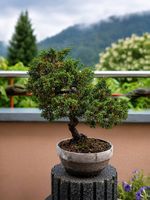 Bonsai  Wacholder (Juniperus)  ca. 25-35 Jahre alt