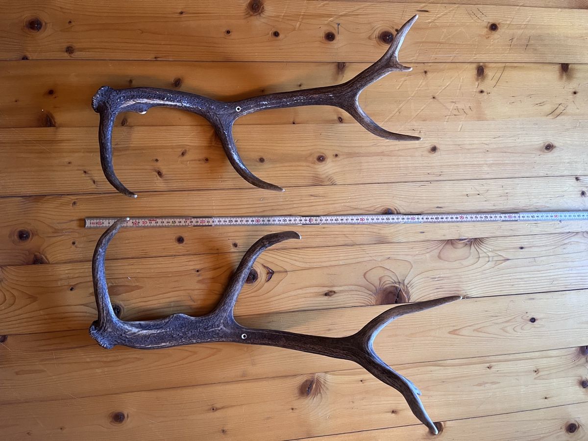 Sonstiges zum Sammeln & Seltenes: Hirschgeweih Trophäe – Gebraucht aus Maienfeld von DivicoHelveticus 1