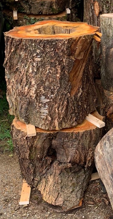 Articoli in legno: Kirschbaum Hohlstamm – Nuovo (secondo la descrizione) da Holziken venduto da Timbergrizzly 1