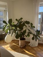 Geigenfeige Ficus Lyrata grosse Zimmerpflanze Baum