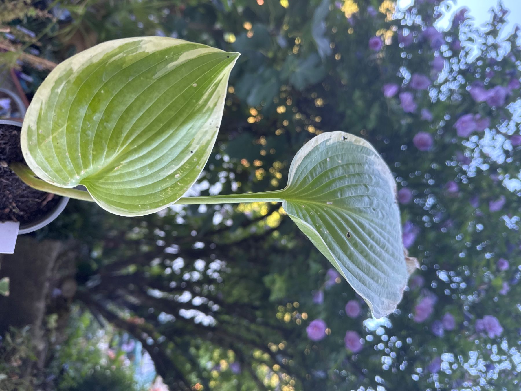 Piante & sementi: Hosta unchained melody 2 – Usato da Lajoux JU venduto da Briard0 1