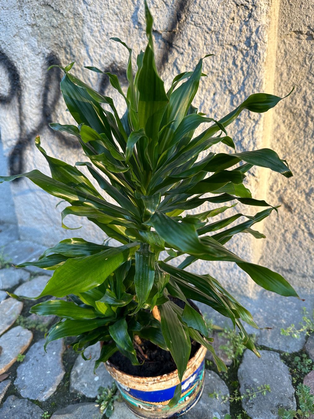 Plantes & graines: Fragrant dracaena Pflanze – D'occasion à Zürich par atlantis77 5