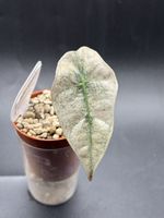 Alocasia Amazonica Mint Variegata (1-6)