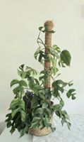 Rhaphidophora Tetrasperma Kletterpflanze mit Kokosstab