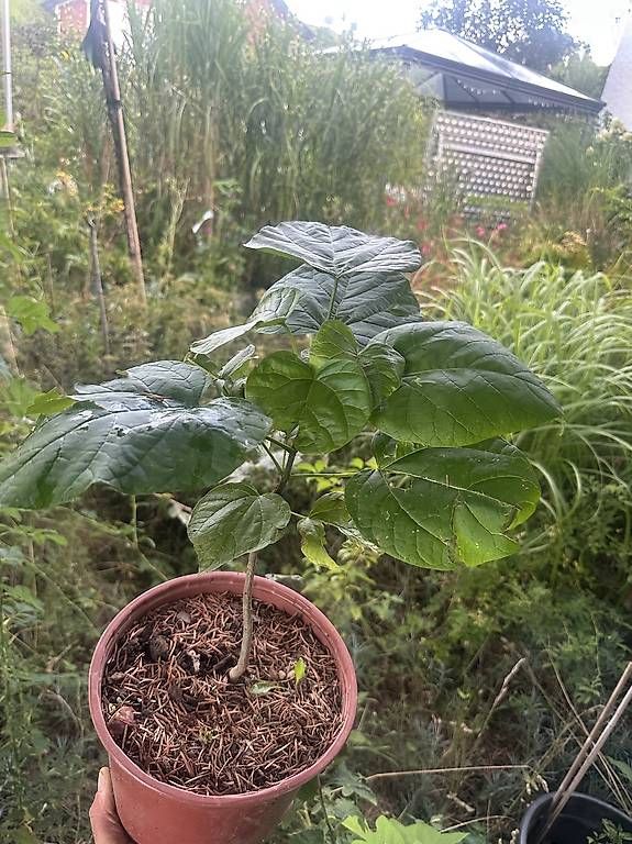 Piante & sementi: Trompetenbaum (Catalpa bignonioides) – Usato da Speicher venduto da pir_c96f