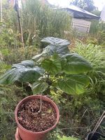 Trompetenbaum (Catalpa bignonioides)