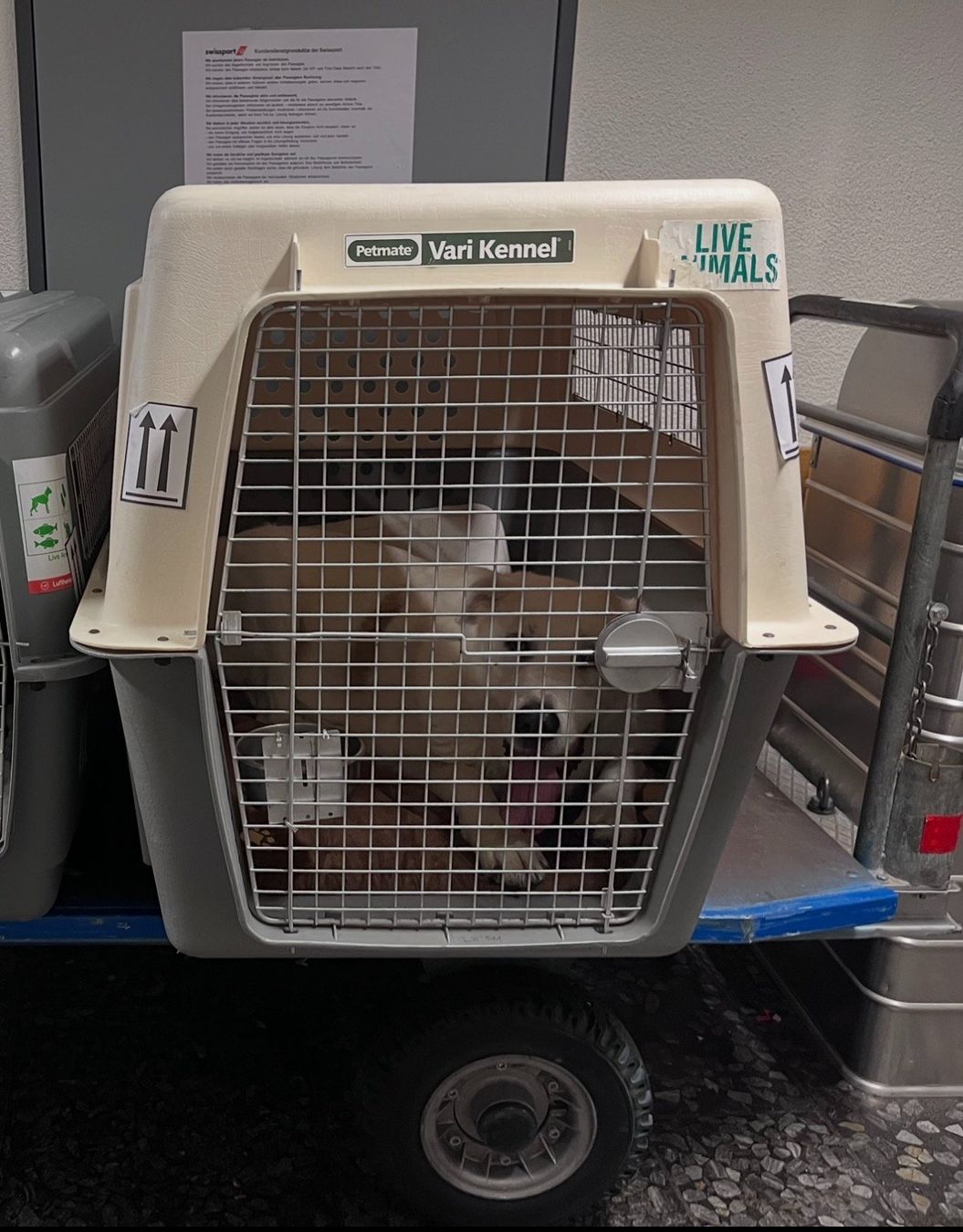 Cages, transport & sécurité: Transportbox Hund Vari Kennel 700 Giant – D'occasion à Zürich par Sasapay