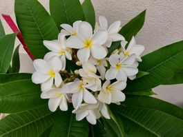 XXL Steckling Plumeria rubra "Ken's White"  / Frangipani