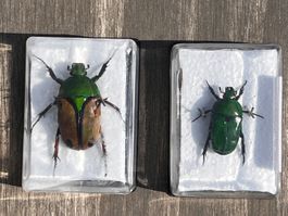 2 Prachtkäfer, grün, Eusicella Gralli, Ischiosopa Hyla Käfer