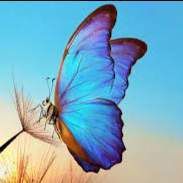 Profile image of Papillonbleu