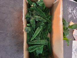 Divers sapins