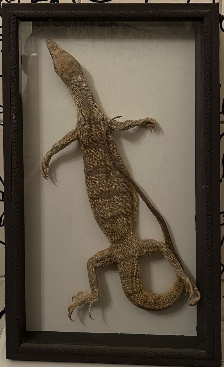Welt der Tiere: Grand lézard – Gebraucht aus Vétroz von Chrisbad60