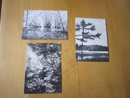 No 10 Alte Postkarten PRO INFIRMIS Thema NATUR AB NUR 75 RP