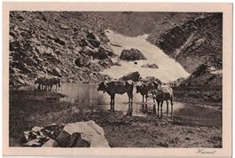 Kühe beim Lünereck, um 1920 (Mischol)