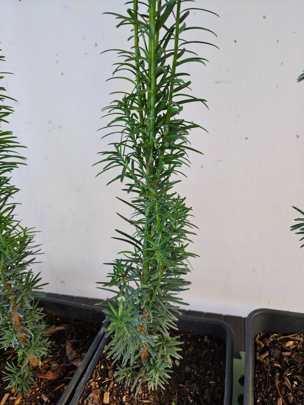 Piante & sementi: Eibe Taxus baccata – Nuovo (secondo la descrizione) da Uerkheim venduto da Justi.y 4
