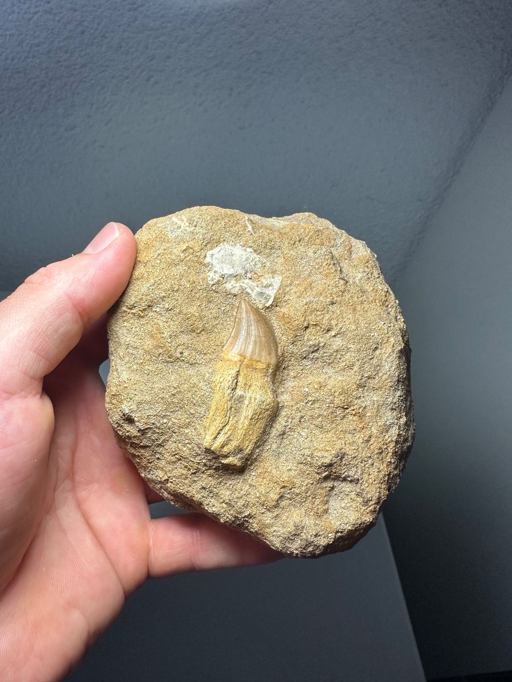 Fossili: Fossiler Mosasaurus Zahn in der Matrix – Usato da Lutzenberg venduto da CS65 1