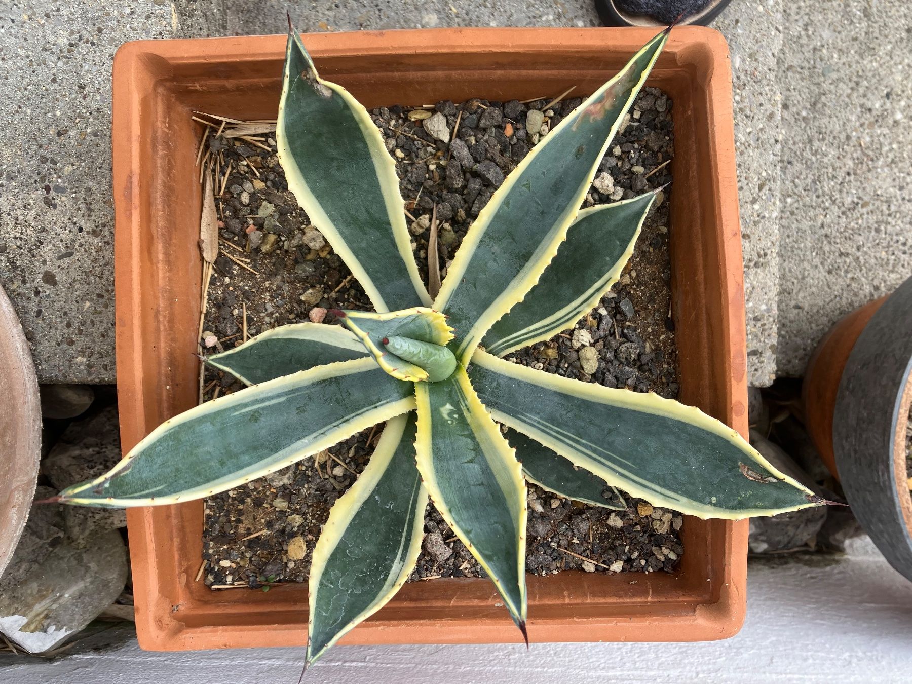 Piante & sementi: Agave mit Topf, ca. 30 cm – Usato da Langendorf venduto da 5007bruno 1