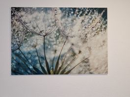 Glasbild Pusteblume mit Wassertropfen 100x70cm neuwertig