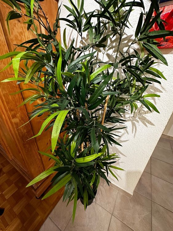 Kunstpflanze FEJKA IKEA Höhe 170 cm Blumentopf 23 cm Kaufen auf Ricardo