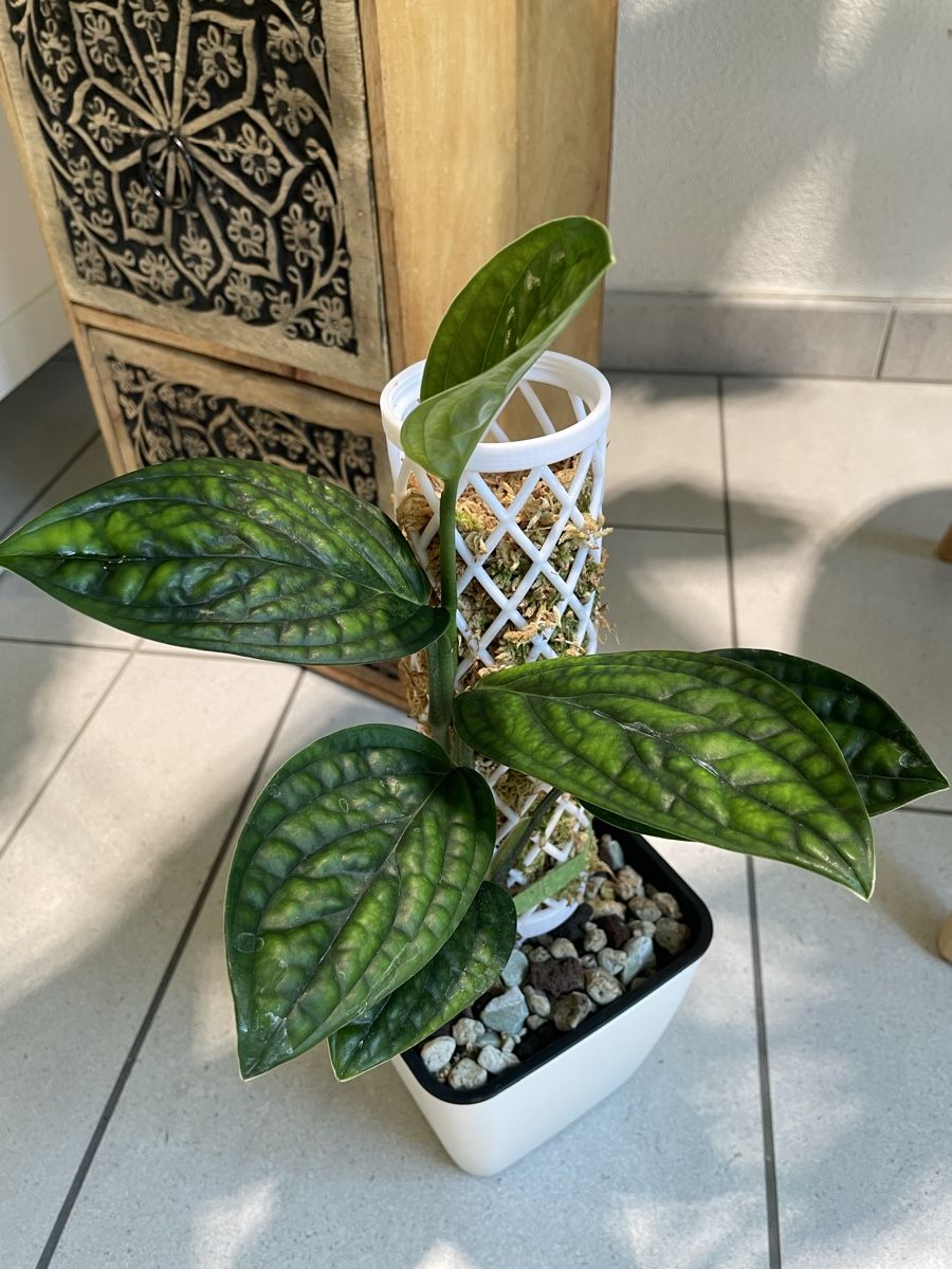 Pflanzen & Samen: Monstera Karstenianum Peru Variegated  – Neu (gemäss Beschreibung) aus Watt von anics.plants 2