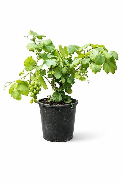 Piante & sementi: Weinreben – Nuovo e nell'imballaggio originale da Zuckenriet venduto da Thur_Plant