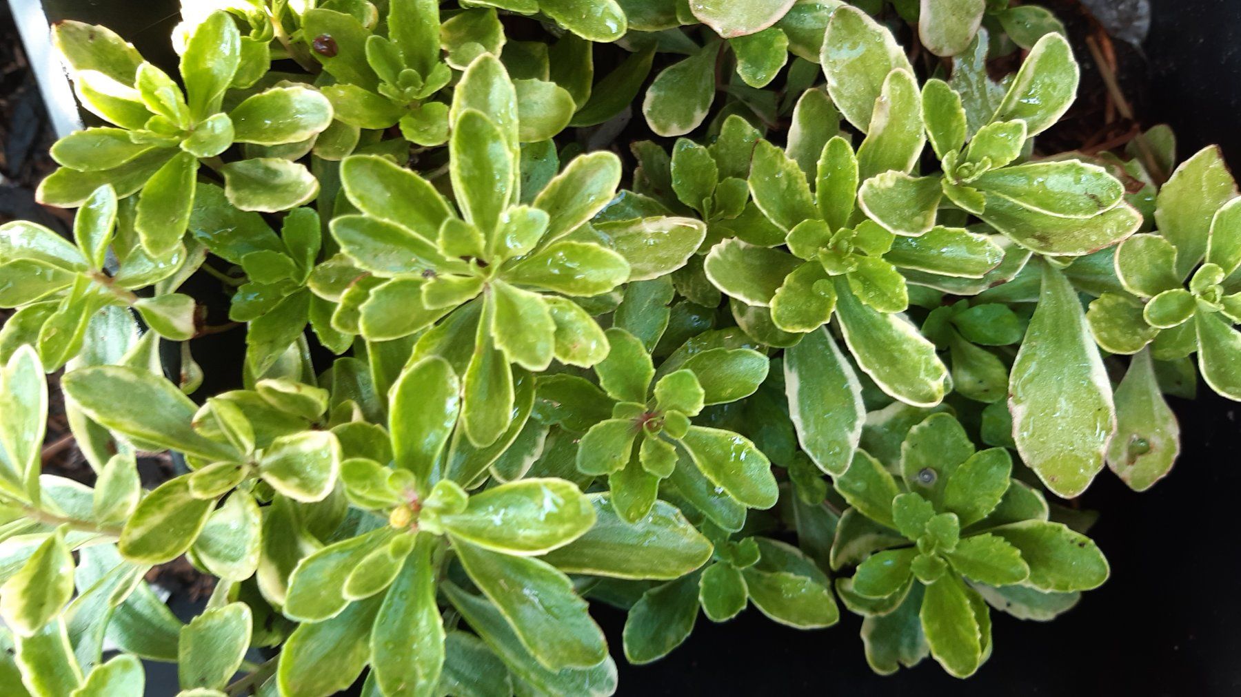 Pflanzen & Samen: Kambotscha trikolore gelb sedum – Gebraucht aus Ibach von chaemilochhobbygarte 5