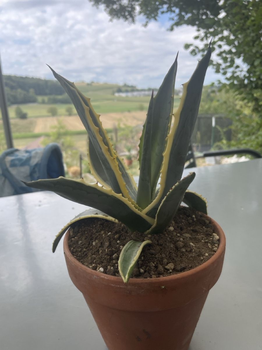 Plantes & graines: Agave Americana – D'occasion à Ersigen par daniel0236 1