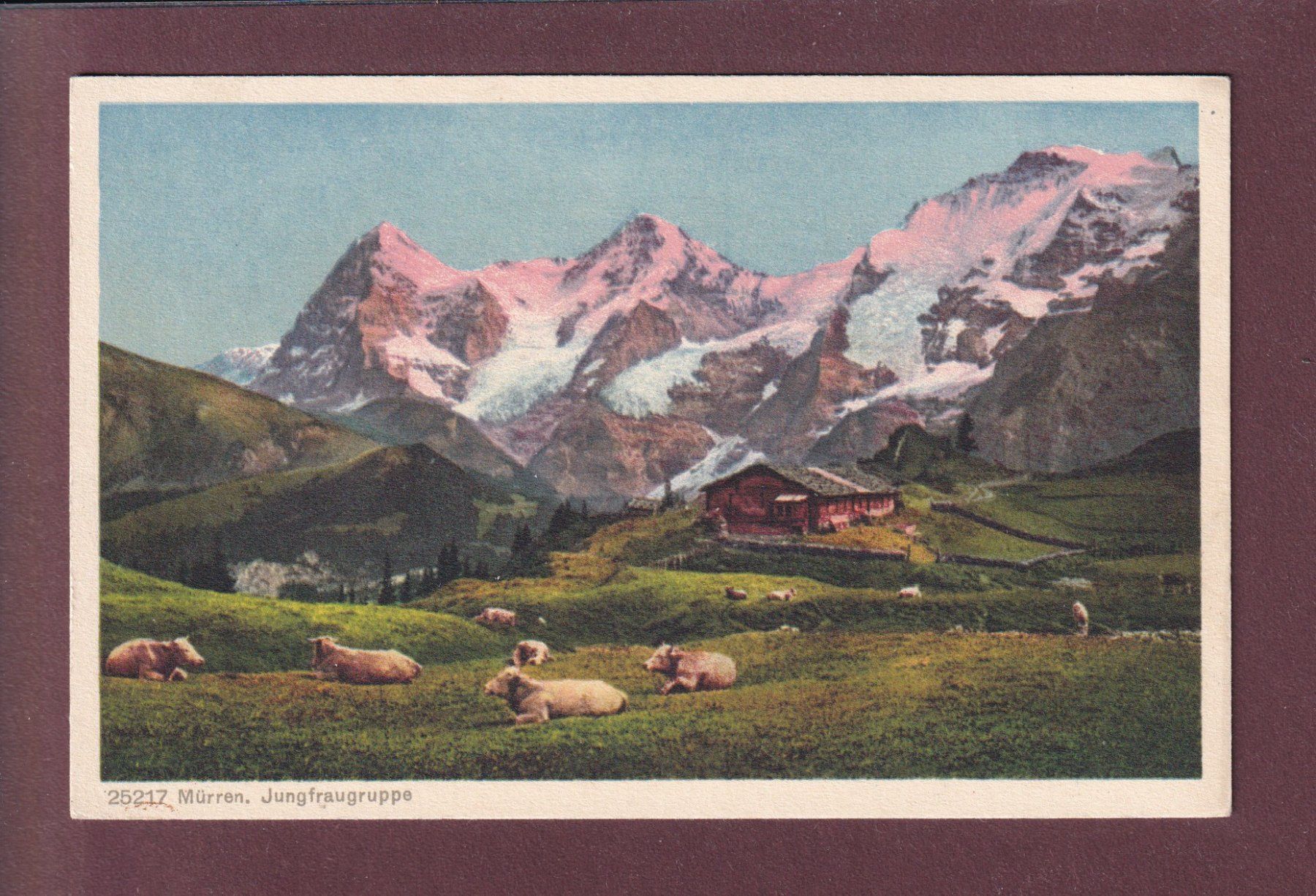 Cartoline postali: MÜRREN - Jungfraugruppe - Kühe – Usato da Pully venduto da nicecards