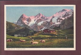 MÜRREN - Jungfraugruppe - Kühe