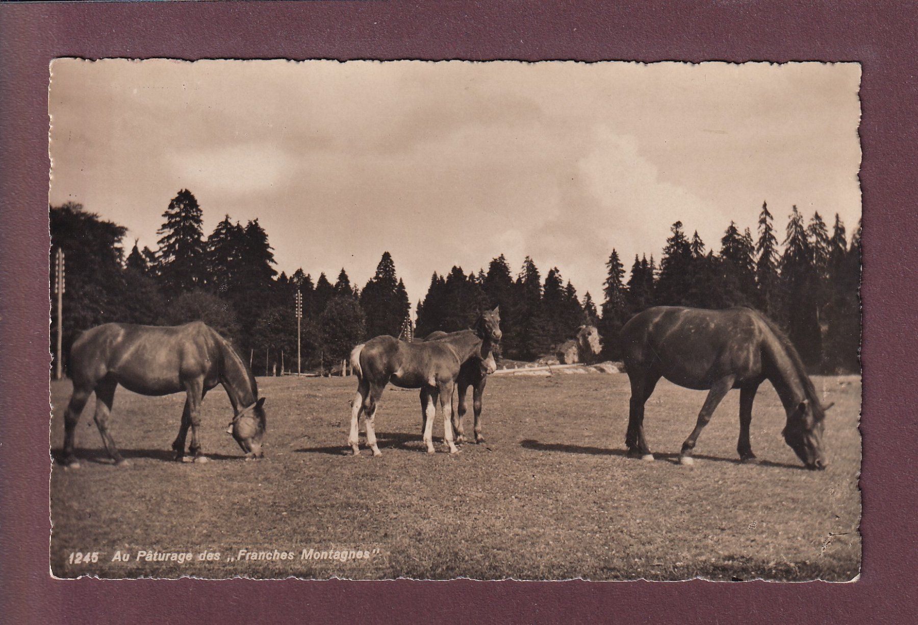 Cartoline postali: FRANCHES MONTAGNES - Chevaux – Usato da Pully venduto da nicecards