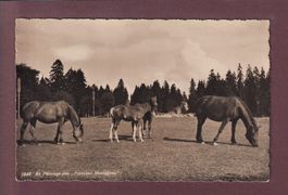 FRANCHES MONTAGNES - Chevaux
