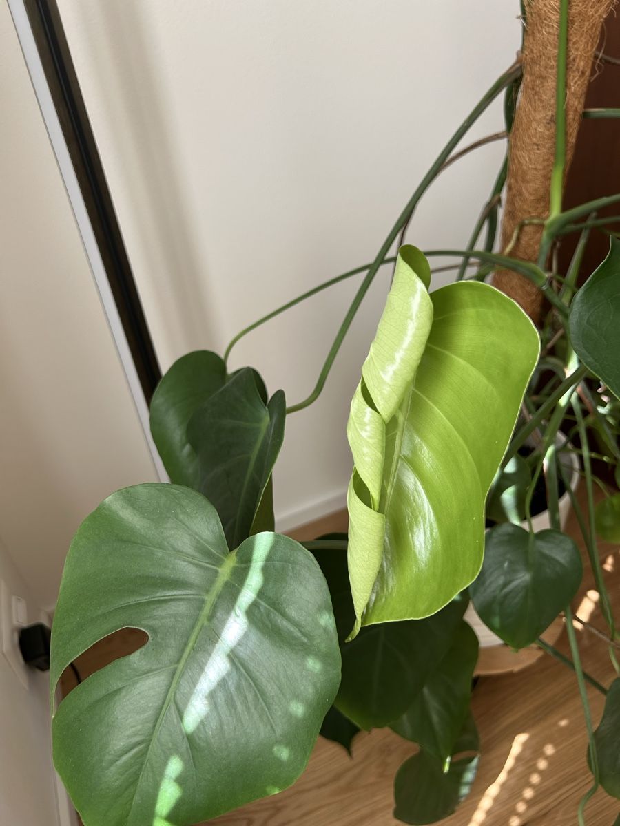 Pflanzen & Samen: Monstera Deliciosa Zimmerpflanze – Gebraucht aus Happerswil von luburkard 2
