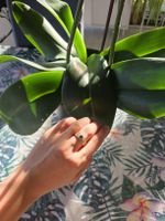 Vintage Silber Blauzirkonia Ring, Italienische Meisterschaft