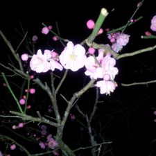 Profile image of Paljas