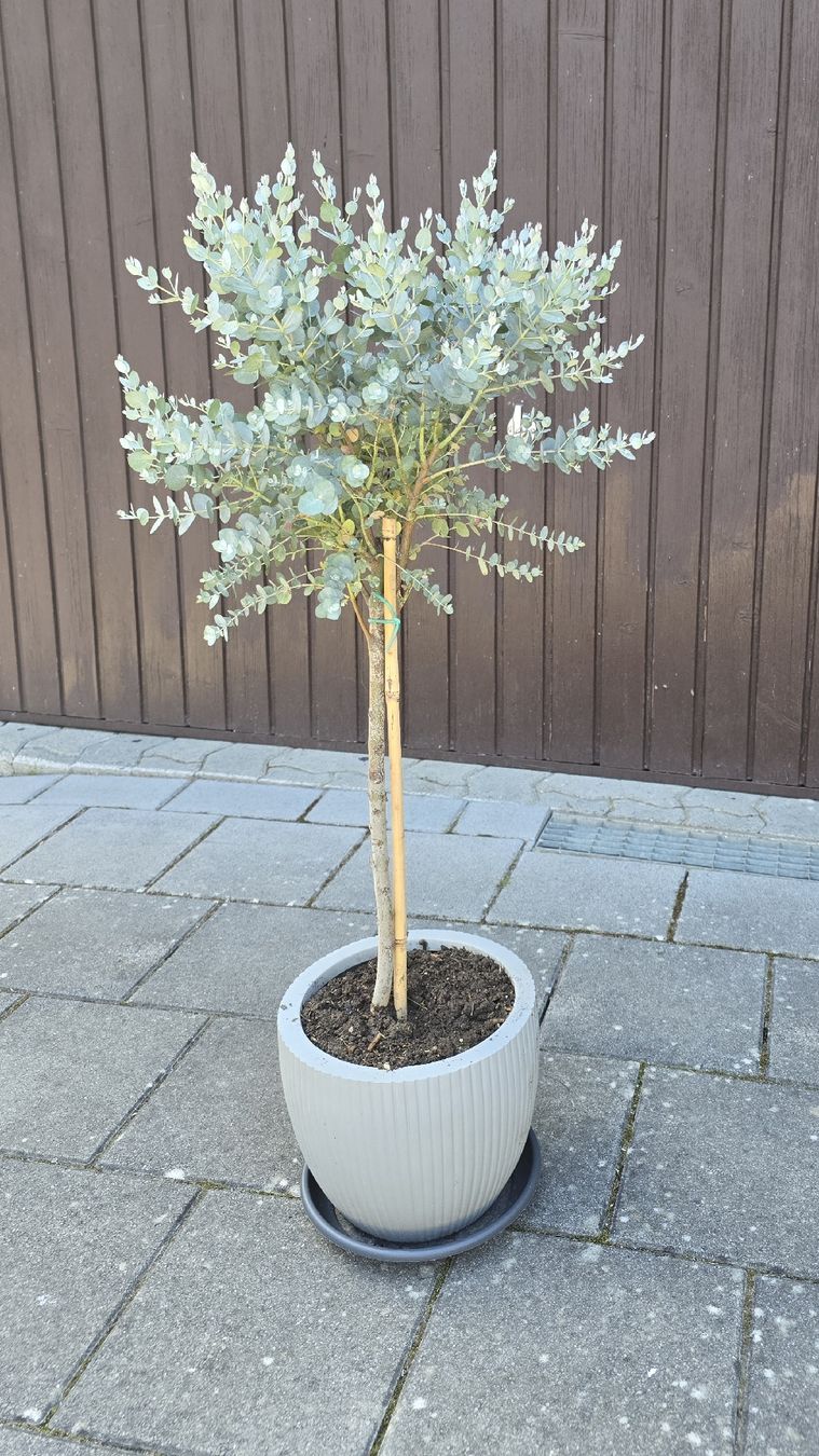 Piante & sementi: Eukalyptus-Bäumchen im Topf – Nuovo (secondo la descrizione) da Aarburg venduto da popkorn65 3