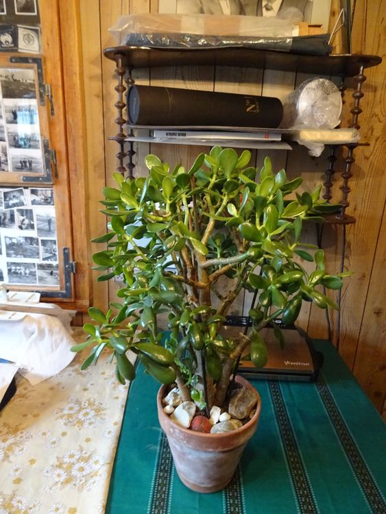 Geldbaum Kaufen auf Ricardo