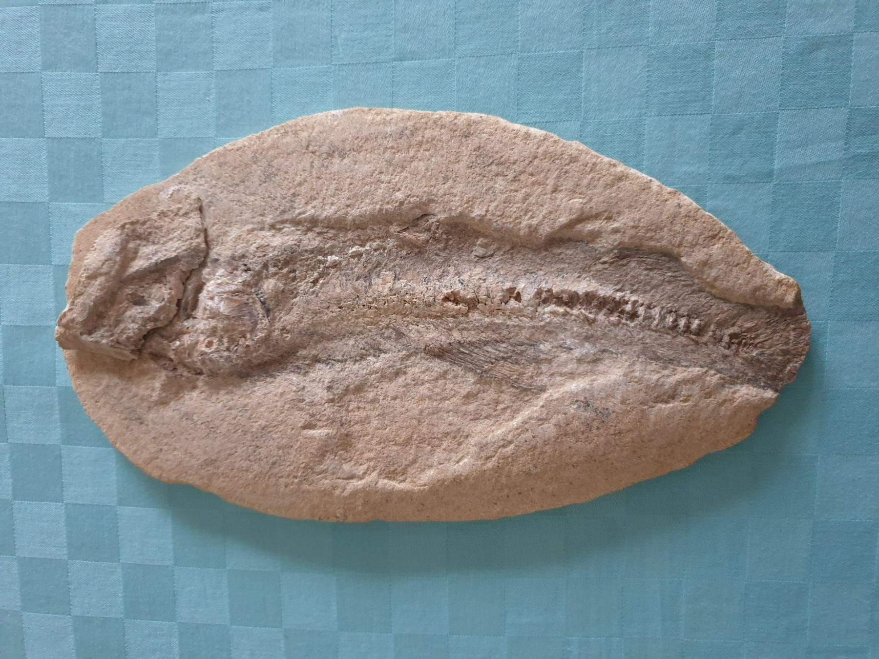 Fossili: versteinerter Fisch zweiteilig – Usato da Mörschwil venduto da spirspi 1