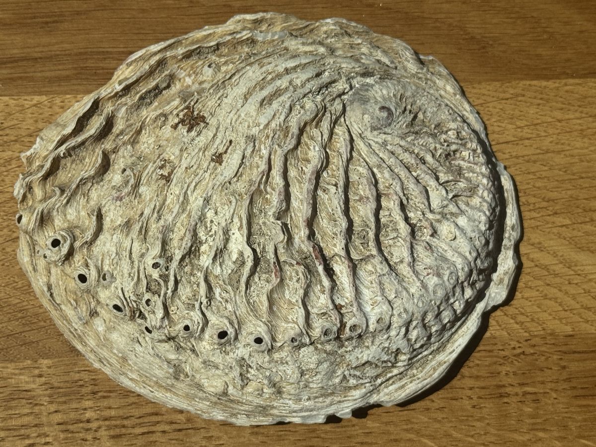 Fossilien: grosse Abalone Muschel -   Naturperlmutter – Neu (gemäss Beschreibung) aus Gurmels von topsommer 3