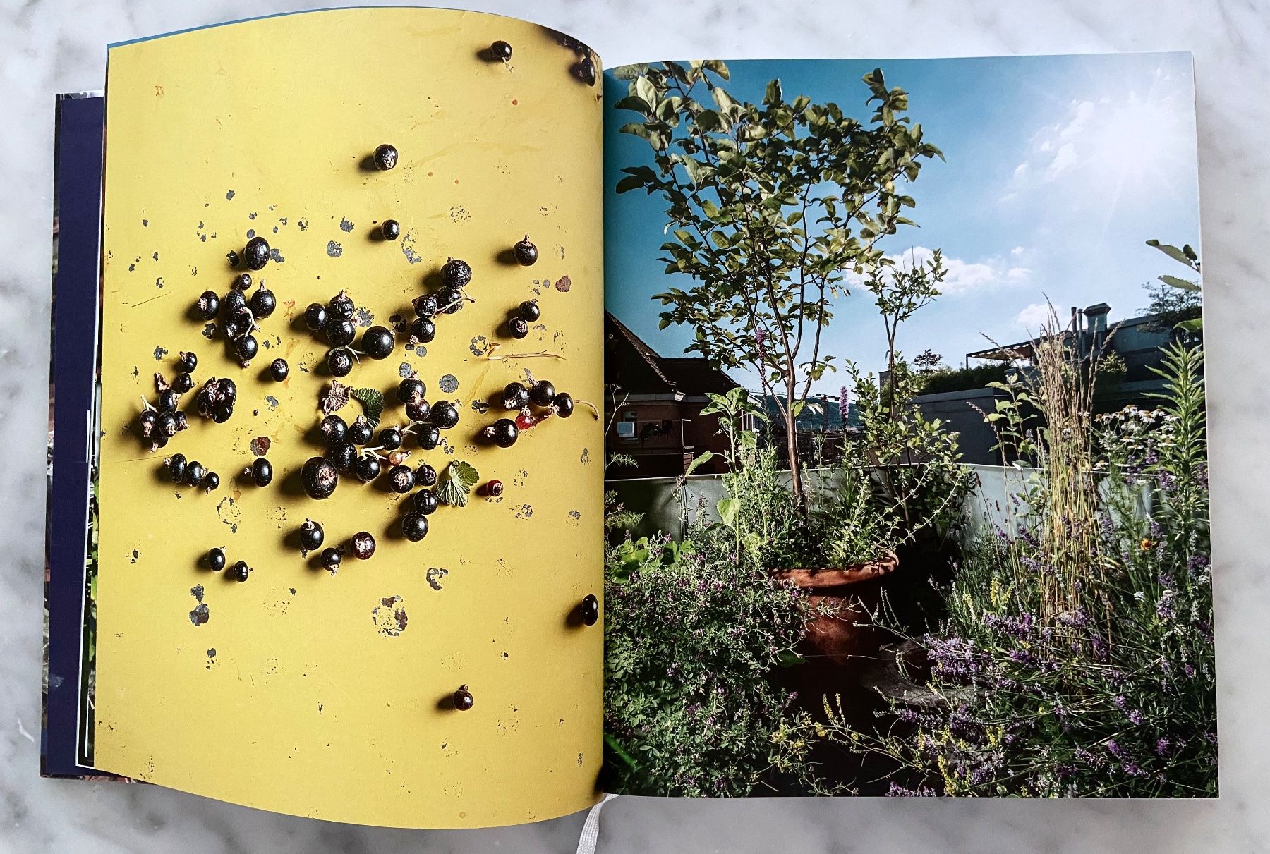 Libri: Veranda Junkies, Cornel Rüegg, Sabine Reber – Usato da Zürich venduto da eschwe 2