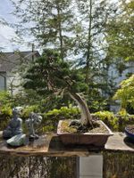 bonsai aus kastanie ziehen Bonsai-Kastanien-Ausgangsmaterial  Bonsai winkel