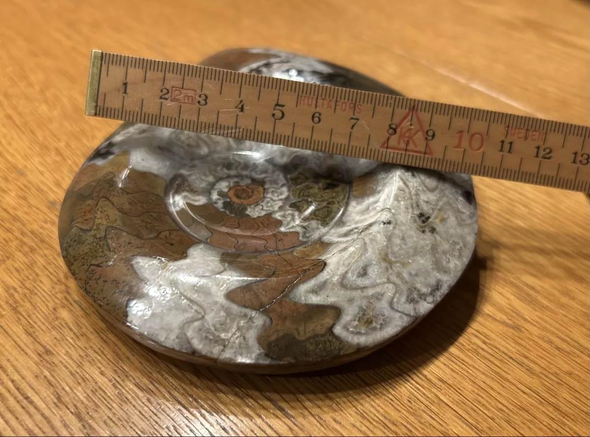Fossili: Ammonit Fossil – Usato da Lengnau AG venduto da m5f1r9 5