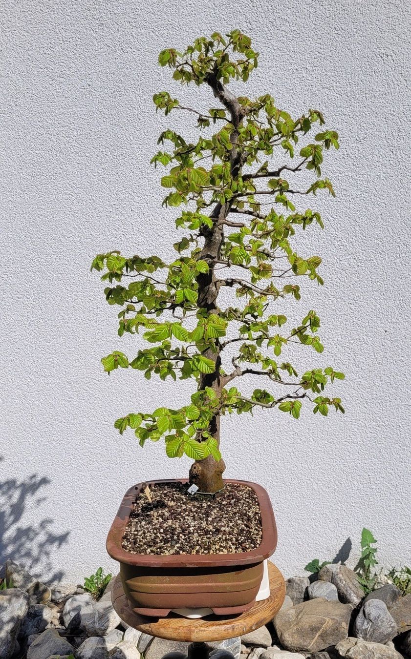 Piante & sementi: Hainbuche Bonsai – Nuovo (secondo la descrizione) da Fehraltorf venduto da 100_Konzert 1