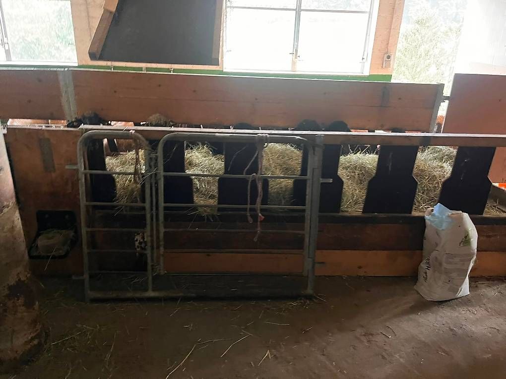 Nourriture: Futtertisch für Schafe – D'occasion à Richenthal par vonsengeralexander 3