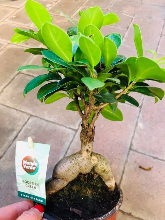 RARE FICUS GINSENG BONSAI 30cm ↕ Kaufen auf Ricardo