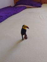 Gummi Tukan