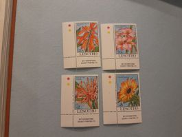 Lesotho Blumen **
