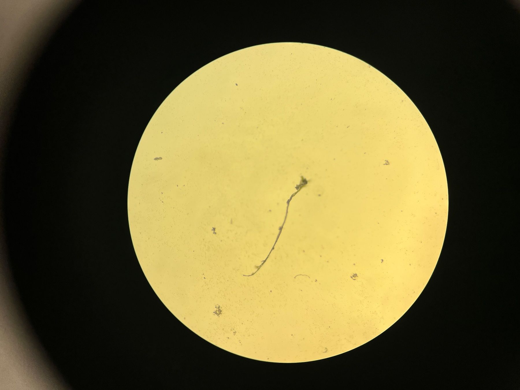 Zeiss Microscopi: Zeiss Axiovert 25 Inversmikroskop mit Phasenkontrast – Usato da Niederdorf venduto da LeptonAG_Labor 9